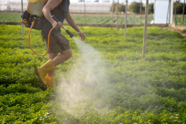 Trusted El Verano, CA Pest Control Experts