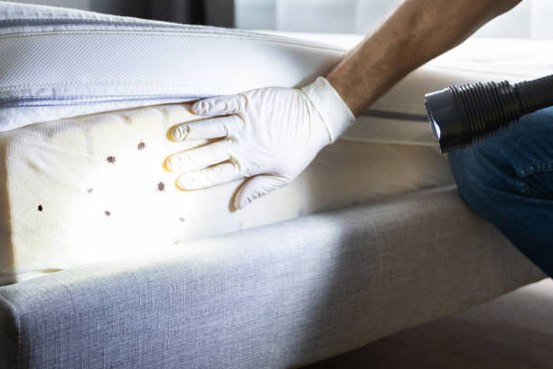 Best Best Pest Control Companies  in El Verano, CA