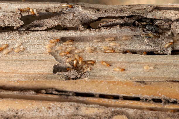 Best Wasp Removal Services  in El Verano, CA